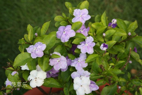 双色茉莉怎么修剪？一朵花上阅尽昨天、今天和明天