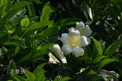 非洲茉莉遇虫害该怎么办，看看这些你就知道了