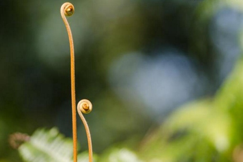 蕨菜图片，高清蕨菜图片大全