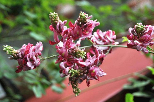 怎么辨别香花崖豆藤, 香花崖豆藤图片